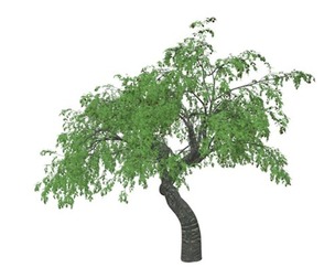 Cherry Tree #05