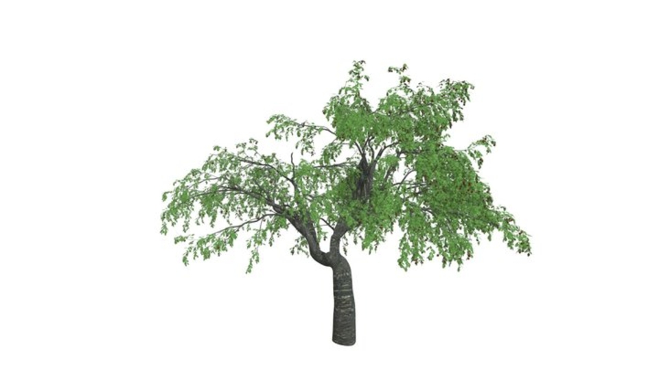 Cherry Tree #06