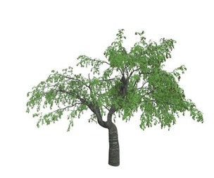 Cherry Tree #06
