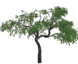 Cherry Tree #07