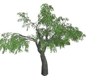 Cherry Tree #08