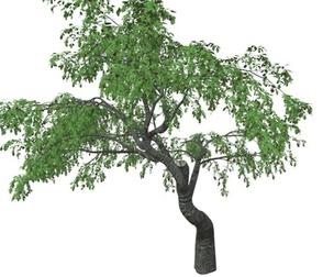 Cherry Tree #09