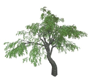 Cherry Tree #10