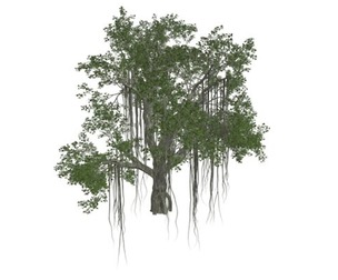 Chinese Banyan Tree #01