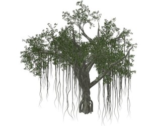 Chinese Banyan Tree #02