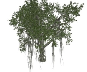 Chinese Banyan Tree #03