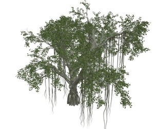 Chinese Banyan Tree #04