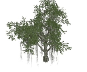 Chinese Banyan Tree #05