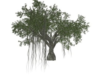 Chinese Banyan Tree #06