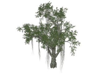 Chinese Banyan Tree #07