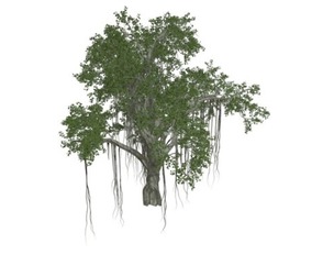Chinese Banyan Tree #08