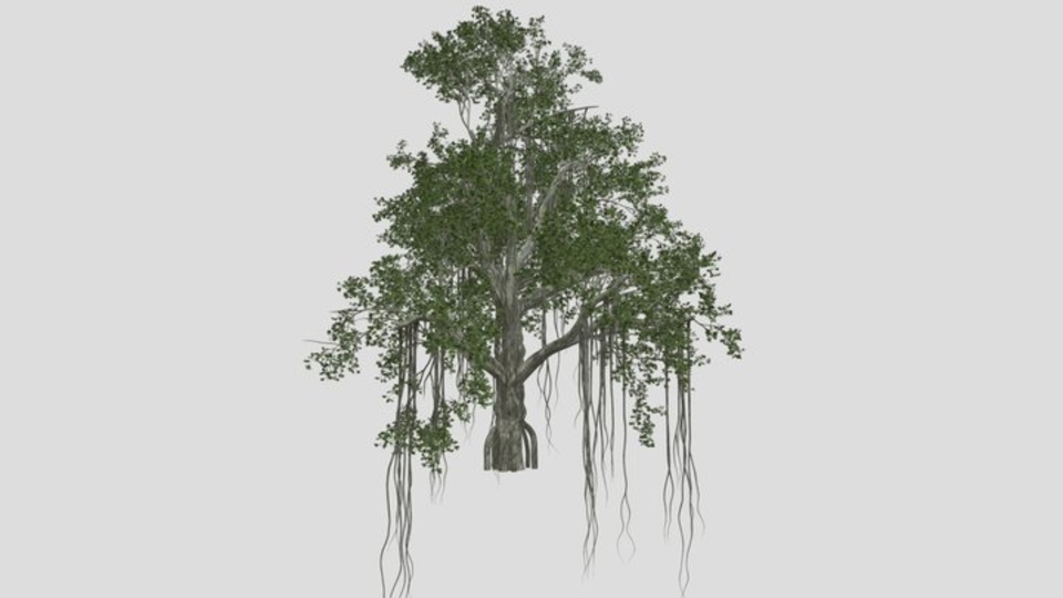 Zian Tree Chinese Banyan Tree #09
