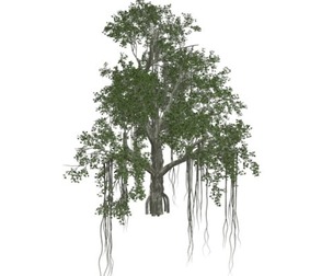 Chinese Banyan Tree #09