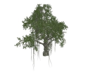Chinese Banyan Tree #10