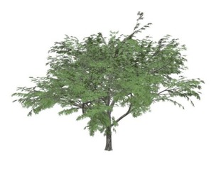 Common Hook-Thorn Tree #01