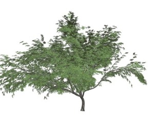 Common Hook-Thorn Tree #02