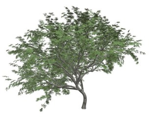 Common Hook-Thorn Tree #03