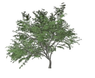 Common Hook-Thorn Tree #04