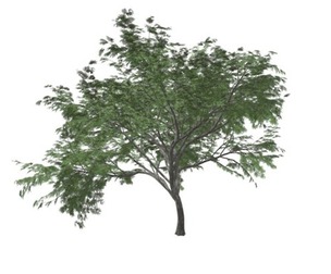 Common Hook-Thorn Tree #05