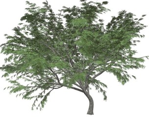 Common Hook-Thorn Tree #06