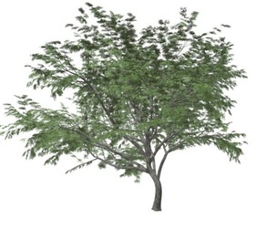 Common Hook-Thorn Tree #07