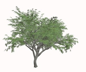 Common Hook-Thorn Tree #08