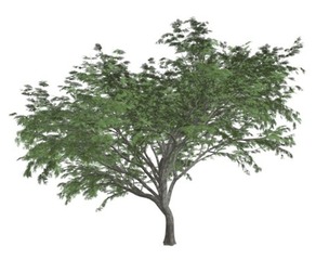Common Hook-Thorn Tree #09