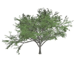 Common Hook-Thorn Tree #10