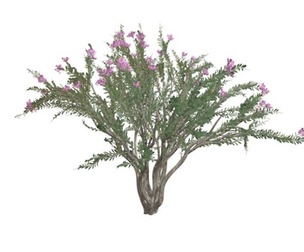 Crape Myrtle Tree #01