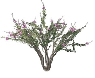 Crape Myrtle Tree #02