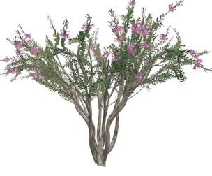 Crape Myrtle Tree #03