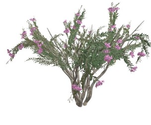 Crape Myrtle Tree #04