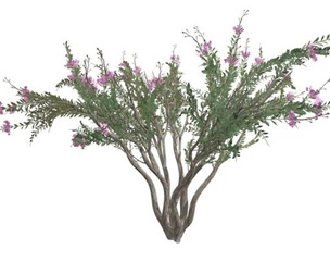 Crape Myrtle Tree #05