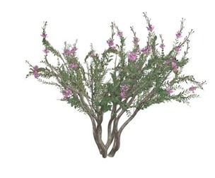 Crape Myrtle Tree #06