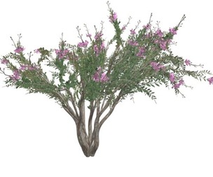 Crape Myrtle Tree #07