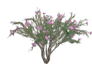 Crape Myrtle Tree #08