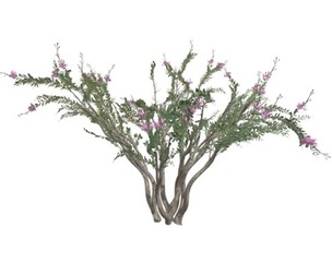 Crape Myrtle Tree #09