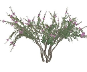 Crape Myrtle Tree #10