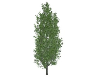 Cypress Oak Tree #01