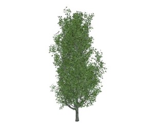 Cypress Oak Tree #02