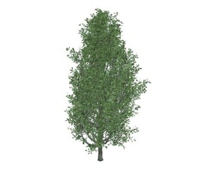 Cypress Oak Tree #03