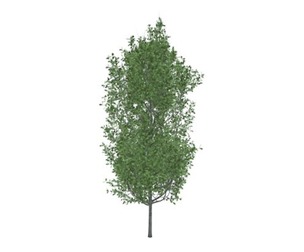 Cypress Oak Tree #04
