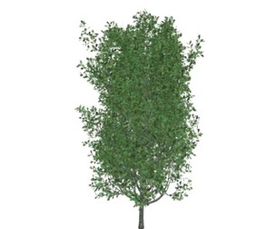 Cypress Oak Tree #05