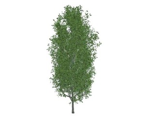 Cypress Oak Tree #06