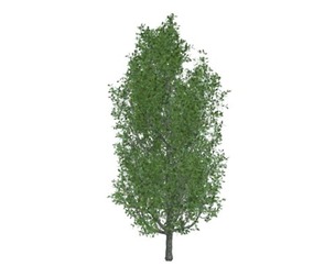 Cypress Oak Tree #07