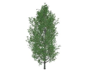 Cypress Oak Tree #08
