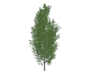 Cypress Oak Tree #09