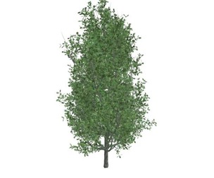 Cypress Oak Tree #10