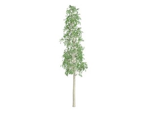 European Aspen Tree #01