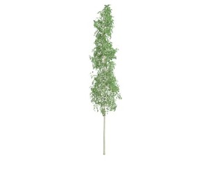 European Aspen Tree #02